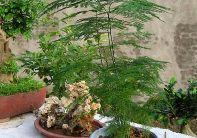 那些好养的花花草草,为什么还是养不活？
