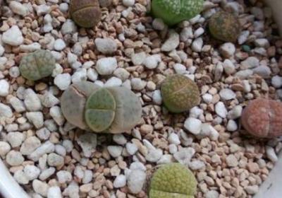 生石花的繁殖方法