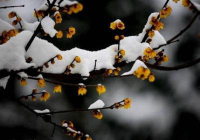 腊梅花谢后怎么养