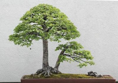 榆树盆景的养护方法