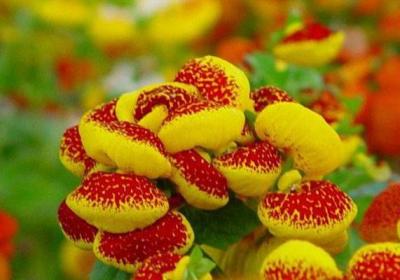 怎样让蒲包花在元旦,春节开花？