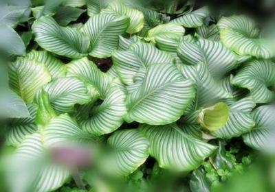 圆叶竹芋的冬季养护
