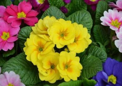 怎样控制报春花的花期