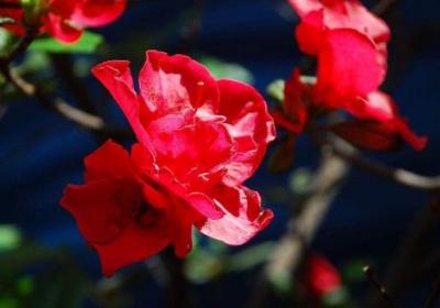 杜鹃花怎样修剪