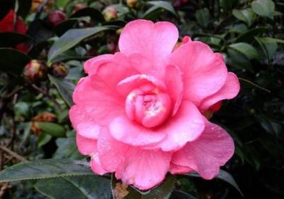 盆养茶花为什么不能小苗大盆