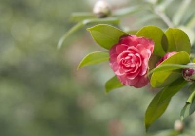 茶花有蕾不开花怎么办