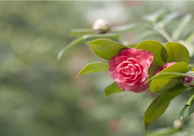 茶花的养护