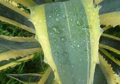 虎皮兰移植后快速长叶方法