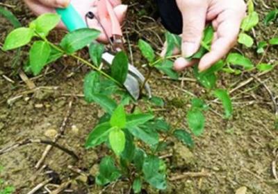 金银花冬季如何修剪