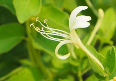 如何修剪金银花