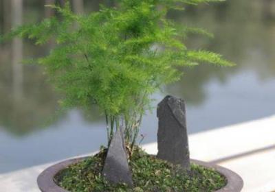 文竹长高怎么办