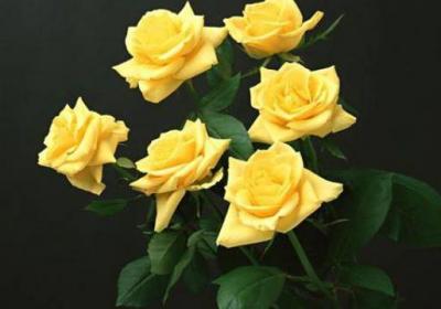 如何延长玫瑰花束的保鲜期