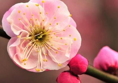 怎样使盆栽梅花形美花繁