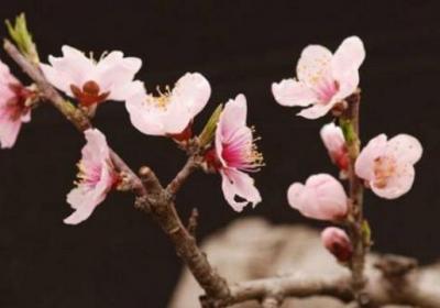 梅花怎么修剪枝叶