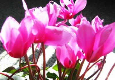 仙客来萌芽期的管理方法