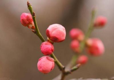 梅花为什么不开花