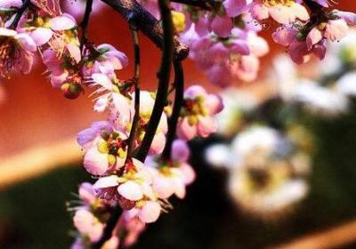 盆栽梅花的种植方法和注意事项