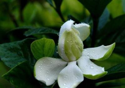 水培栀子花长出根后怎么办