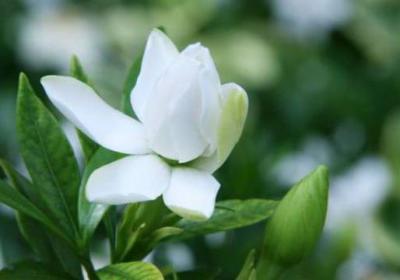栀子花冬天怎么养