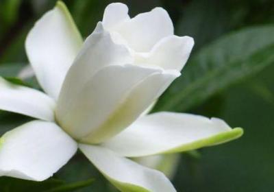 栀子花怎么浇水