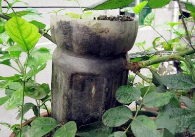 月季花如何压条繁殖图