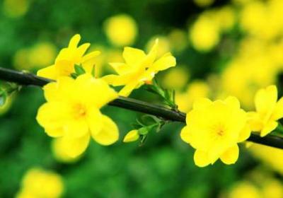 迎春花怎么移植