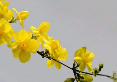 迎春花怎么养殖方法