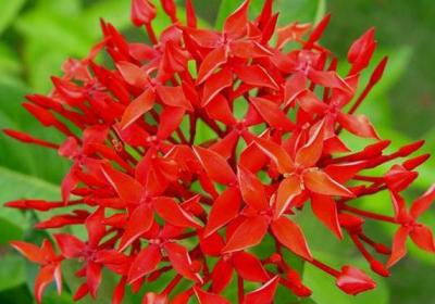 仙丹花施什么肥养得好
