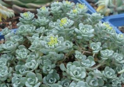 多肉植物如何浇水