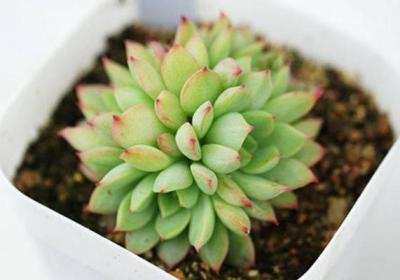 多肉达人的养殖经验,不让多肉白白牺牲