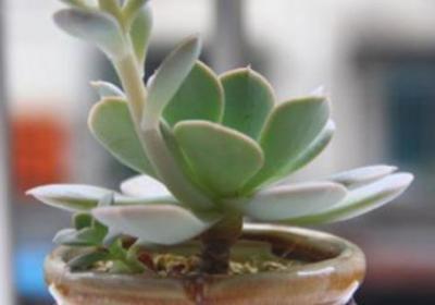 多肉植物繁殖方法