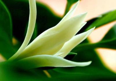 白兰花四季养护管理