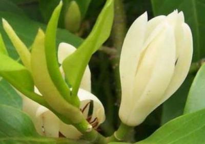 白兰花怎么过冬