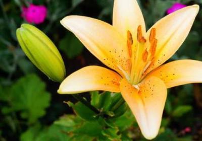 夏季百合花的养护管理方法