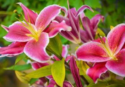 百合花枯萎后怎么处理
