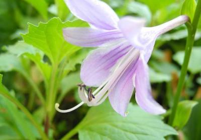 玉簪花四季管理要点
