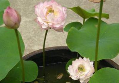 碗莲的种植方法