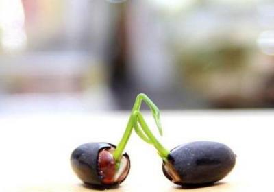 如何让碗莲种子开口