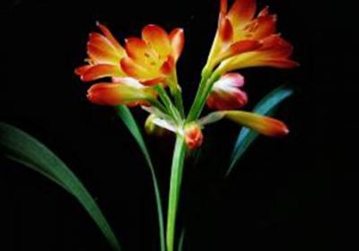君子兰的种植方法