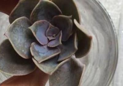 紫珍珠夏季怎么养护