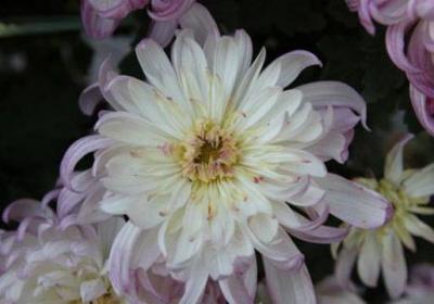 菊花怎么养护