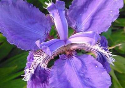 花菖蒲怎么繁殖