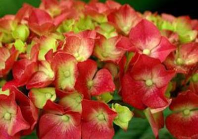 怎样让八仙花在春节开放