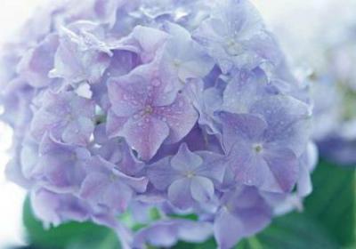 八仙花怎么繁殖