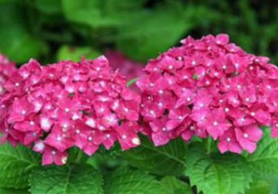 八仙花的养护要点