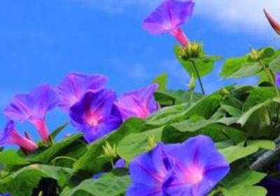牵牛花是什么颜色