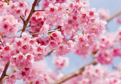 樱花代表什么含义