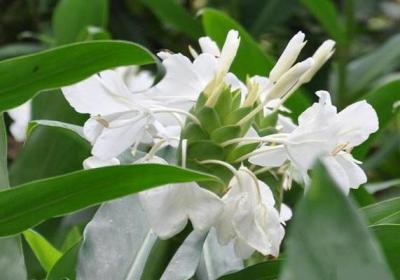 姜花适合在家庭养植吗