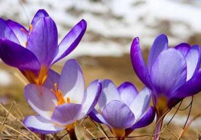 藏红花番红花的功效与作用