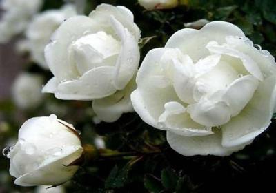 茉莉花有哪些功效